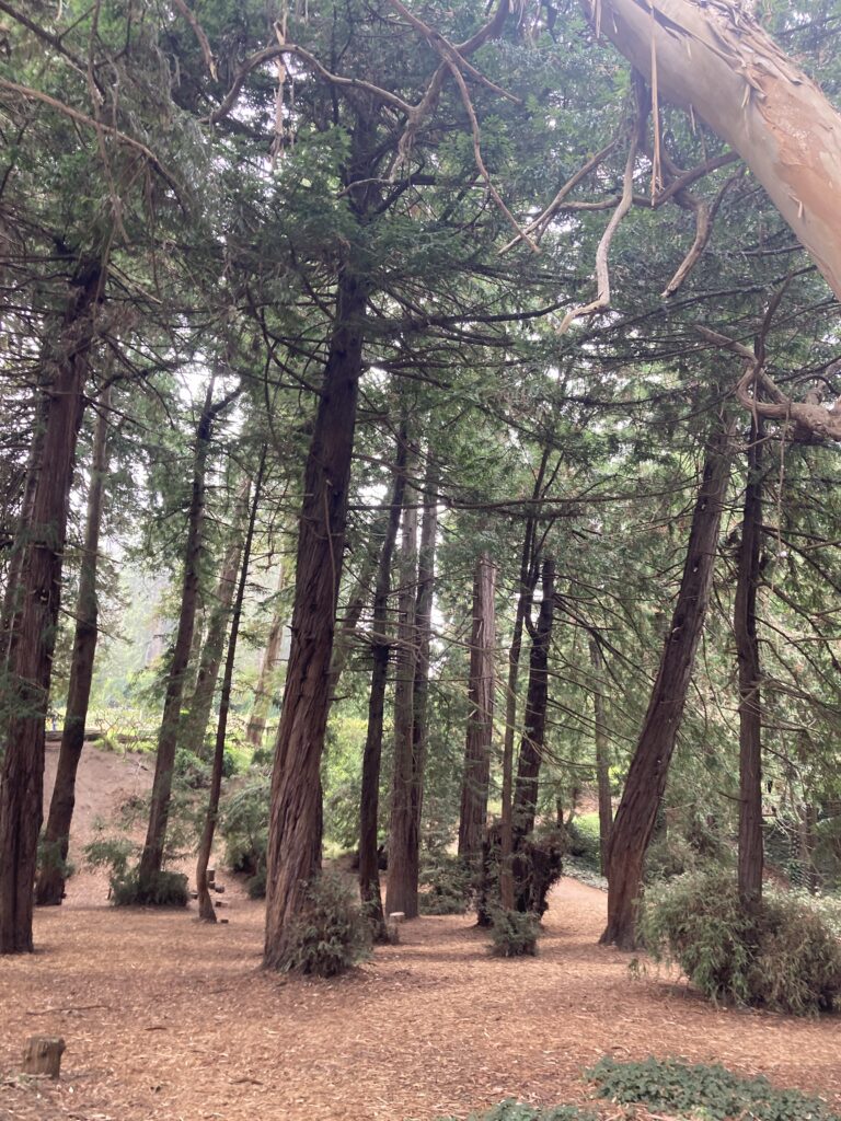 Redwood trees Golden Gate Park next to Rose Garden