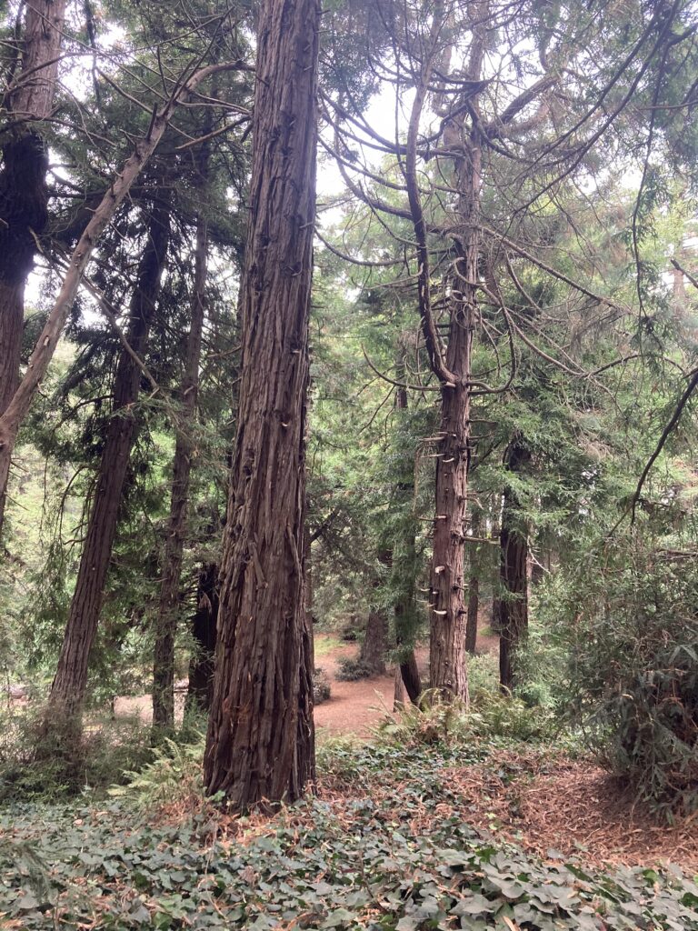 Redwood trees in Golden Gate Park, next to Rose Garden